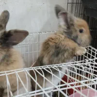 خرگوش نیمه لوپ