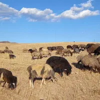 فروش بره پروار