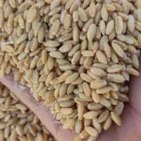 بذر گندم دیم بوجاری شده