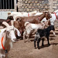 چهاراس بز زاییده دوراس دوقلو