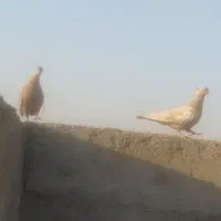 کبوتر سینه زرد.قصد خرید داشتید پیام بدید|پرنده|مسجد سلیمان, |دیوار