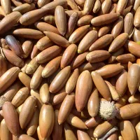 فروش بلوط درجه یک