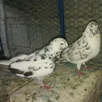 کفتر پرشی گرو|پرنده|اصفهان, امین‌آباد|دیوار