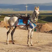 فروش دو راس اسب|اسب و تجهیزات اسبسواری|درودزن, |دیوار