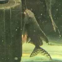 ماهی گربه خرگوشی