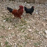 مرغ خروس محلی