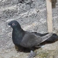 کبوتر سرکه آی پیشونی بزن ماده