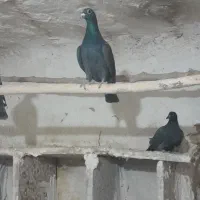 کبوتر  مسا فتی|پرنده|چگنی, |دیوار