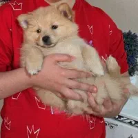 سگ پامرین اشپیتز