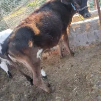 گوساله جرزی اصل