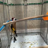 سیره|پرنده|جوادآباد, |دیوار