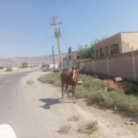 اسب نریان نژاد دار|اسب و تجهیزات اسب‌سواری|اندیکا, |دیوار