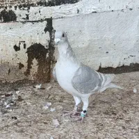 کبوتر