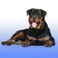 سگ روتوایلر گمشده