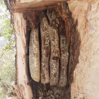 کندو،عسل،نیاز به۳۰تا۸۰کندو خالی،اگه داری تماس بگیر