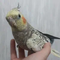 ۳عدد عروس هلندی نژاد ابلق گلباقالی سینامون و