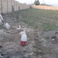 تخم غاز نطفه دار عالی