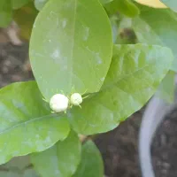 پیش فروش نهال گیاهان معطر گرمسیری