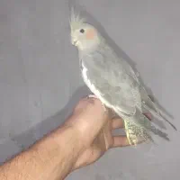 انواع عروس هلندی دست اموز و.  وحشی|پرنده|نقده, |دیوار