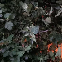 مدارک گم شده بنام باقری