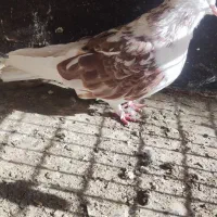 کفتر چهار تا ماد گرفتنی