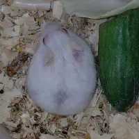 همستر|موش و خرگوش|بندر ماهشهر, |دیوار