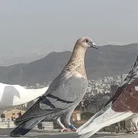 6عدد سرطان|حیوانات|خرم‌آباد, |دیوار