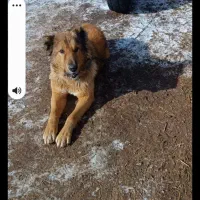 سگ گله|سگ|سراب, |دیوار