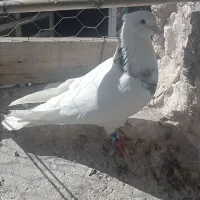 طوقی نر
