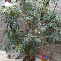 گل درختی
