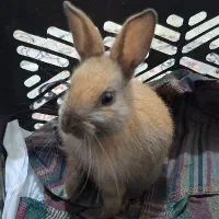 همستر برا فروش