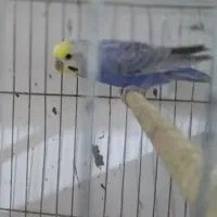 مرغ عشق رینبو|پرنده|بندرعباس, |دیوار