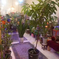 کافه گل|گل و گیاه طبیعی|فولادشهر, B8|دیوار