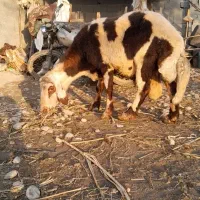 گوسفندقوچ پلنگی اصل