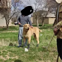 واگذاری سگ پژدر عراقی