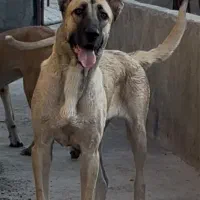 ماده سرابی خالص ۱۸ ماهه|سگ|تهران, آجودانیه|دیوار