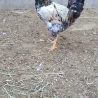 پنج خروس چاق و بزرگ