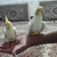 عروس هلندی