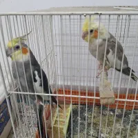 جفت عروس هلندی