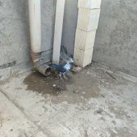 کبوتر سینه سفید