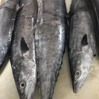 ماهی شیر جنوب تازه صید روز|خوردنی و آشامیدنی|تهران, حشمتیه|دیوار