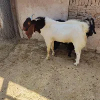 فروش کهره چبش تالی اصل|حیوانات مزرعه|جهرم, |دیوار