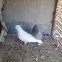 کفتر|پرنده|مرودشت, ثبت احوال|دیوار