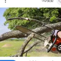 انجام کلیه خدمات باغبانی وسم پاشی|خدمات باغبانی و درختکاری|مشهد, کوشش|دیوار