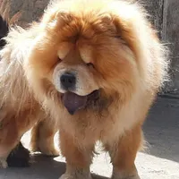 چاوچاوchowchow