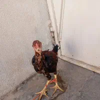 مرغ  خروس لاری