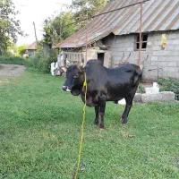 ورزاکوله چالوسی