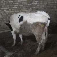 گاوشیری باگوساله نر شکم اول