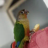 گرینچیک گمشده در پورسینا ۱۶