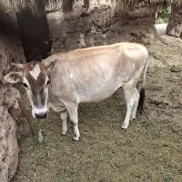 فروش گستر آوست ۶ ماهه